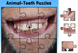 Animal-Teeth Puzzles