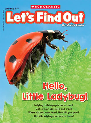 Hello Little Ladybug May June 19