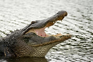 Crocodile with its mouth wide open in water