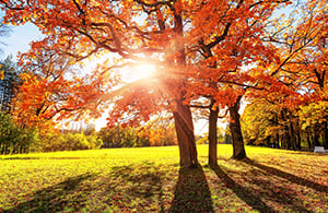 A large tree with bright red and orange autumn leaves stands in a sunlit park