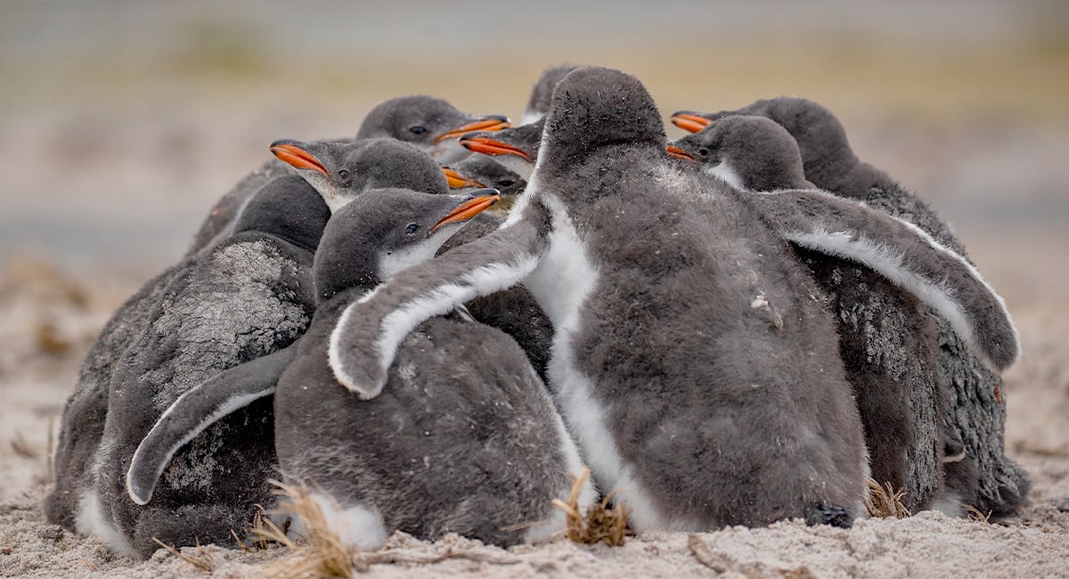 A group of fluffy penguin chicks huddle together on a sandy shore