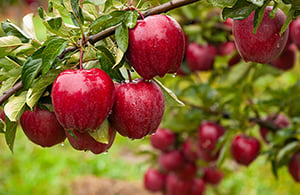 Red apples grow on the branches of an apple tree in an orchard